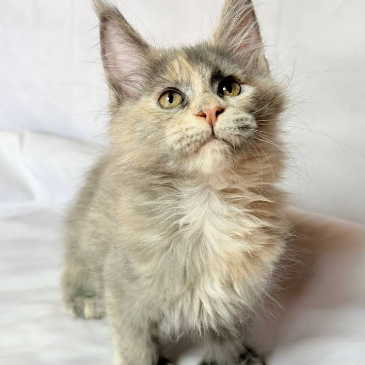 Livia Maine Coon polydactyl 6x6x6x6 female, blue tortie silver