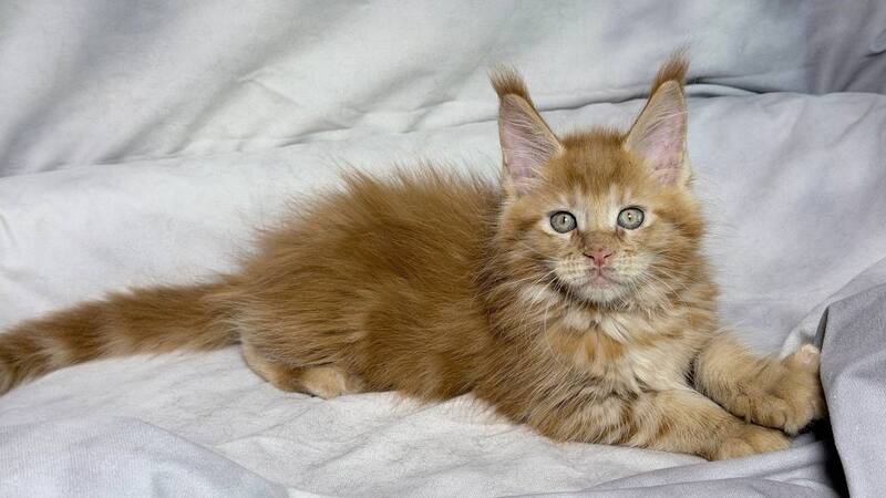 Hermes Maine Coon male, red