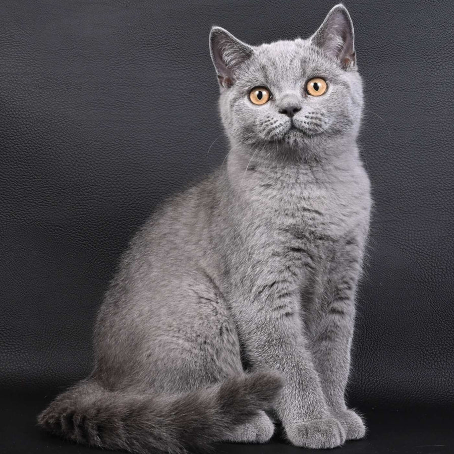 Earl Grey British Shorthair male, blue