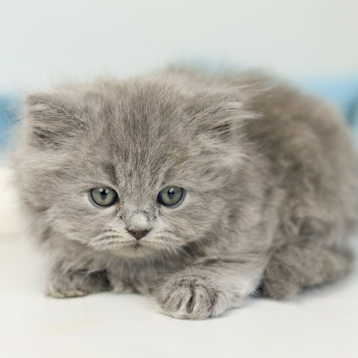 Pevana British Longhair female, blue