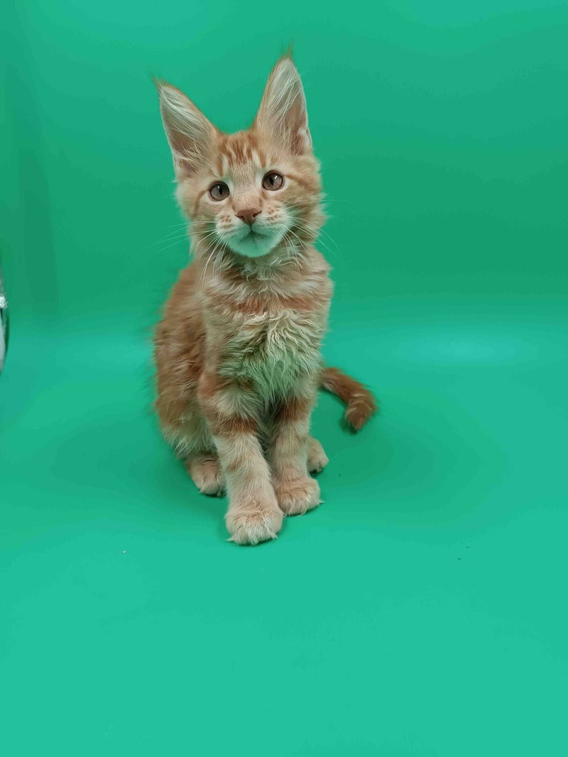 Rich Maine Coon male, red tabby