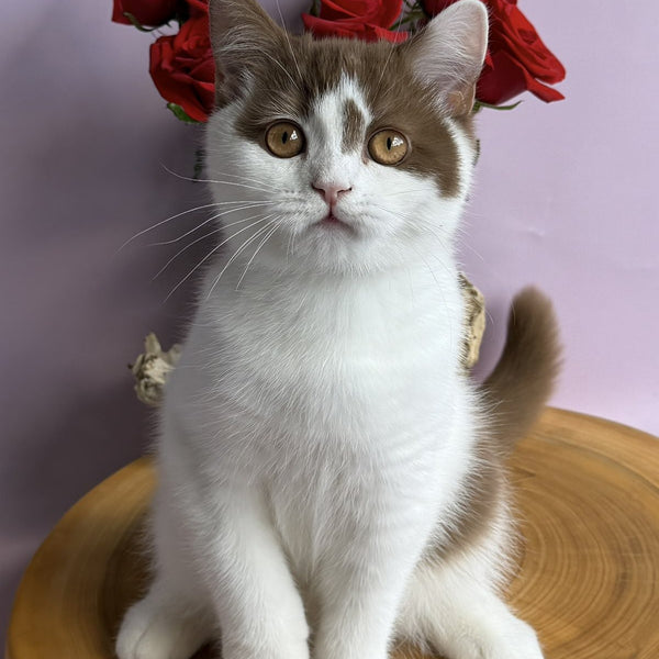 Ferris British Shorthair male, cinnamon harlequin
