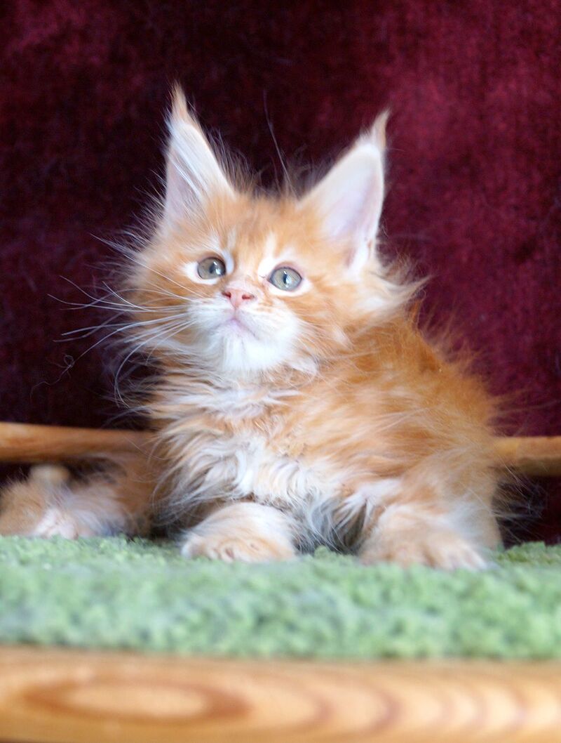 Orlenok Maine Coon male red silver tabby - live animals