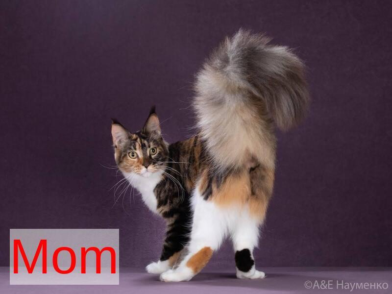 Ursine Maine Coon male, black spotted tabby