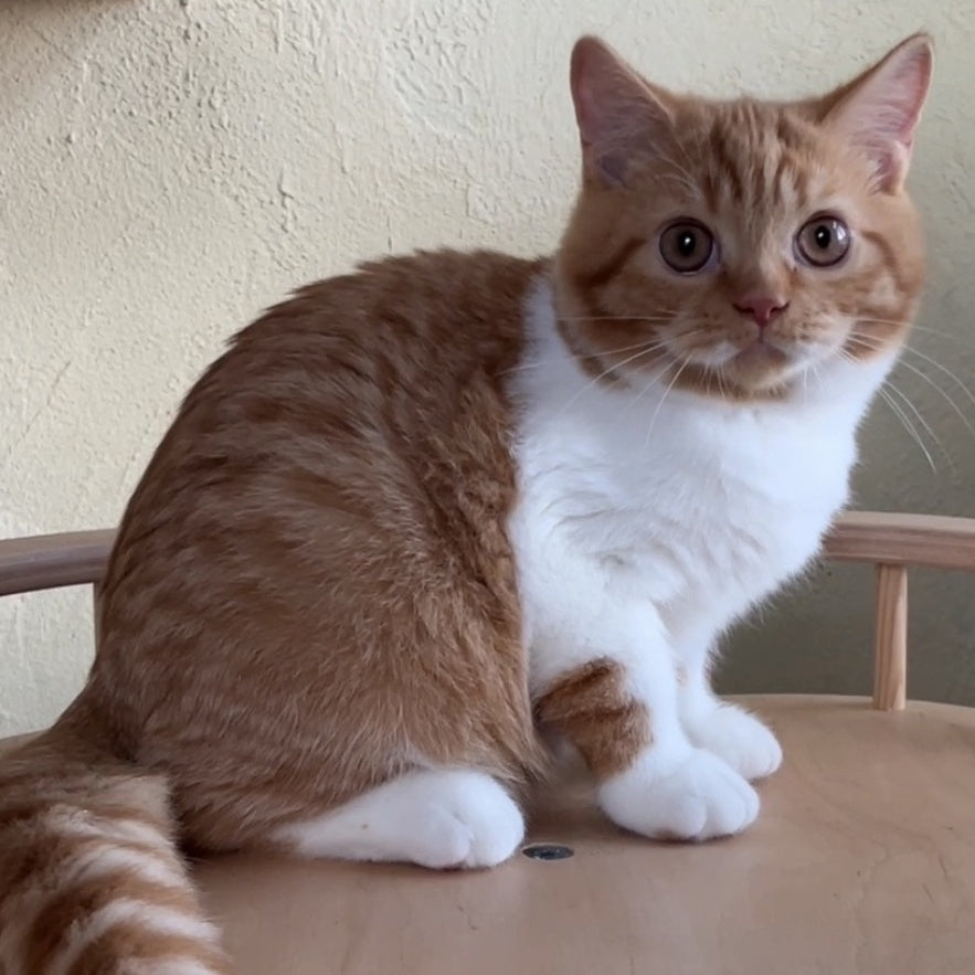 Demian British Shorthair male, red bicolour