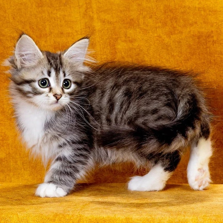 Isabella Siberian female, black with white spotted tabby