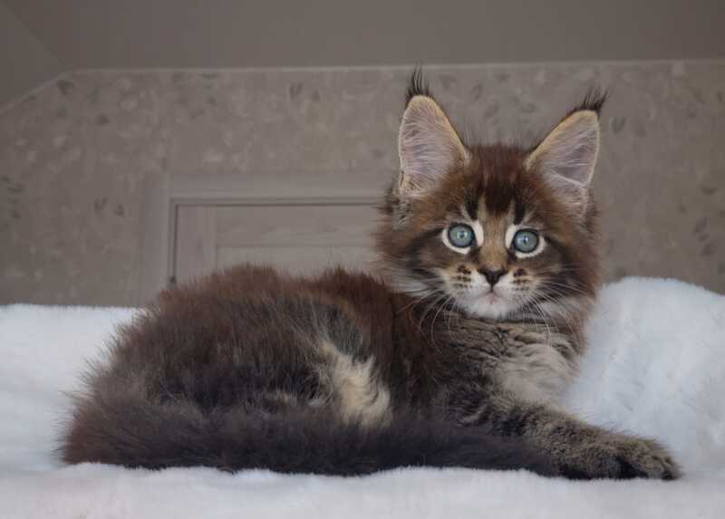 Leopold Maine Coon male black ticked tabby live animals