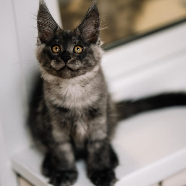 Bernard Maine Coon polydactyl male, black silver