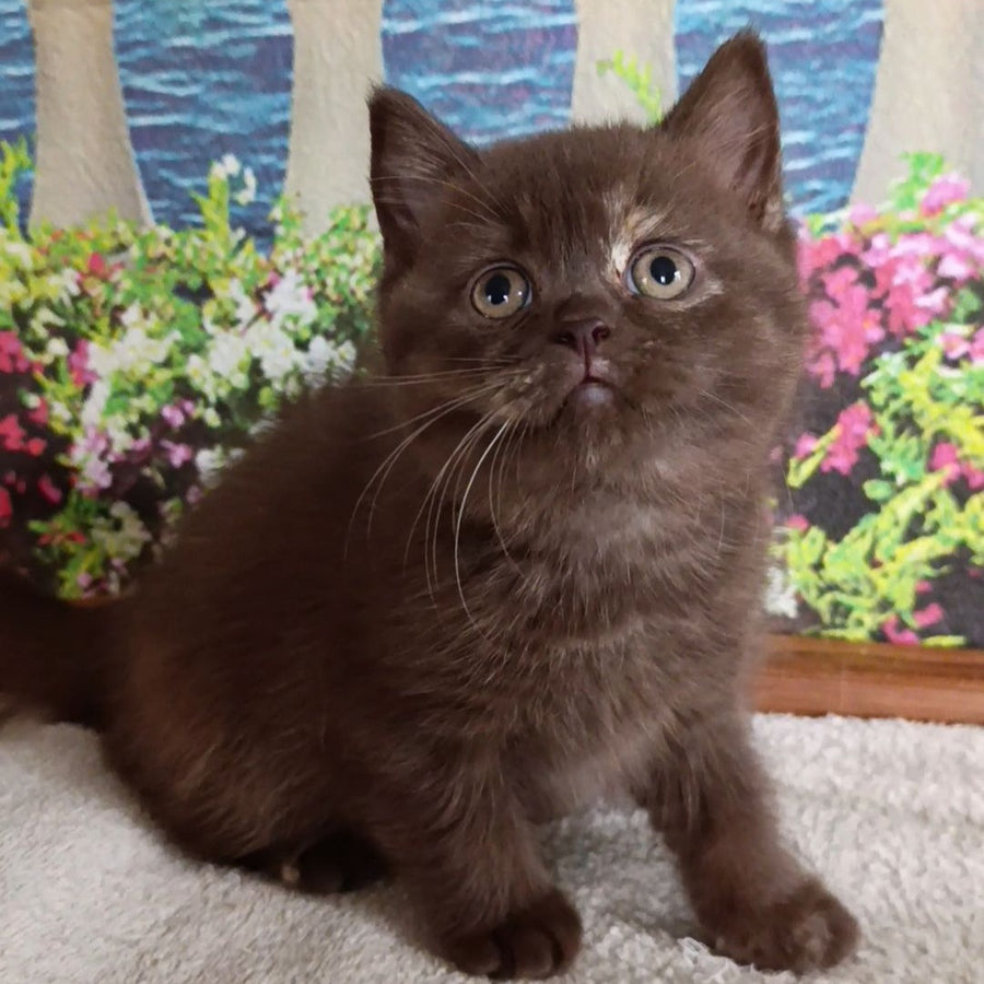 Matilda British Shorthair female, lilac tortie