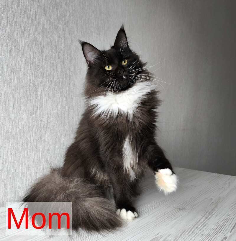 Graf Maine Coon male, black