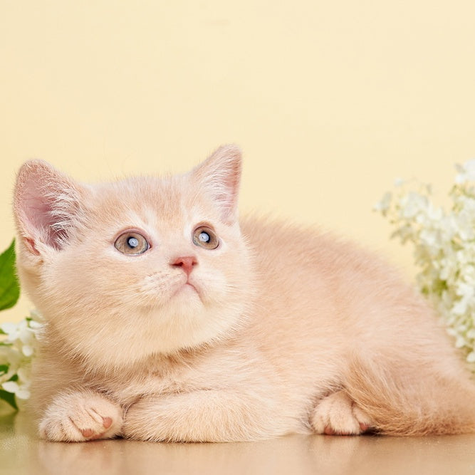 Plush British Shorthair male, cream