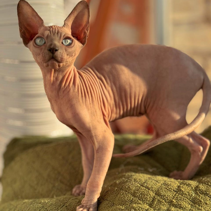 Fiona Canadian Sphynx female, blue pointed