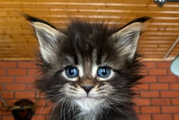 Rellisia Maine Coon female black tabby live animals