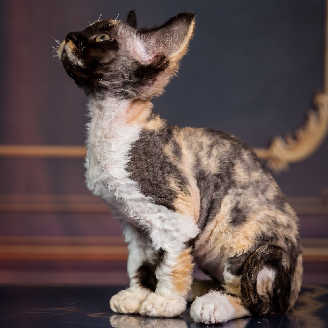 Karmen Devon Rex female, black tortie bicolour