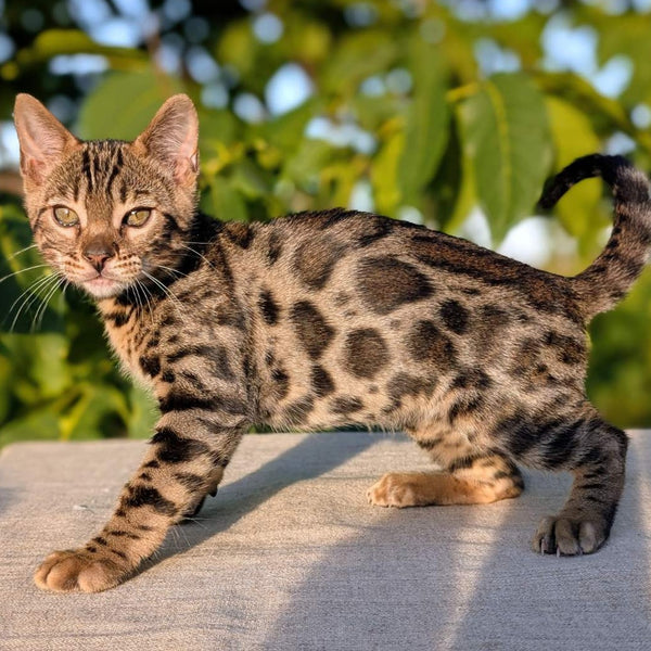 Zlatan Bengal male, black spotted tabby
