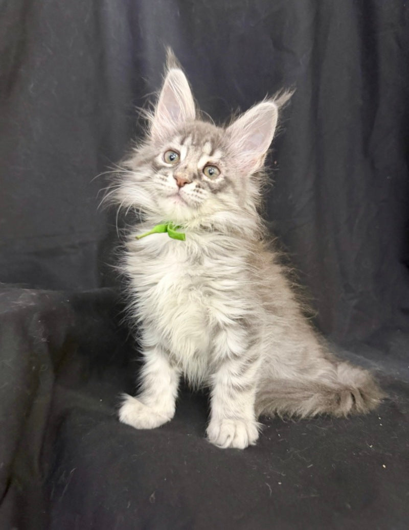 Zimba Maine Coon female, blue silver tabby
