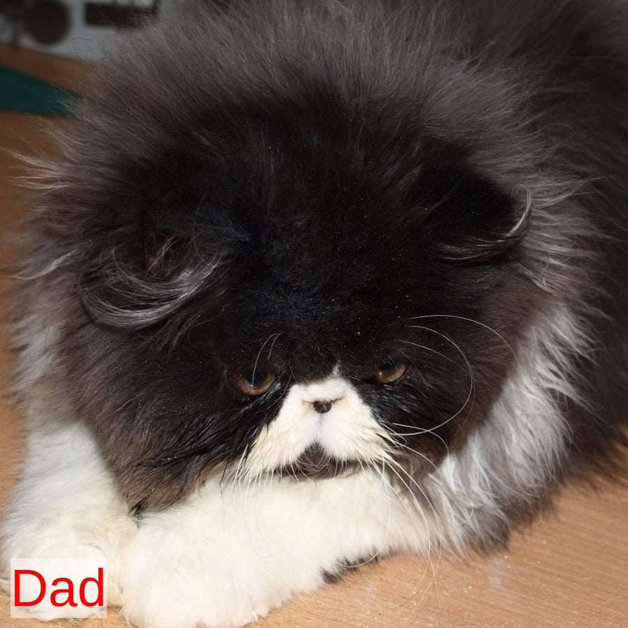 Roksolana Persian female, black tortie tabby harlequin