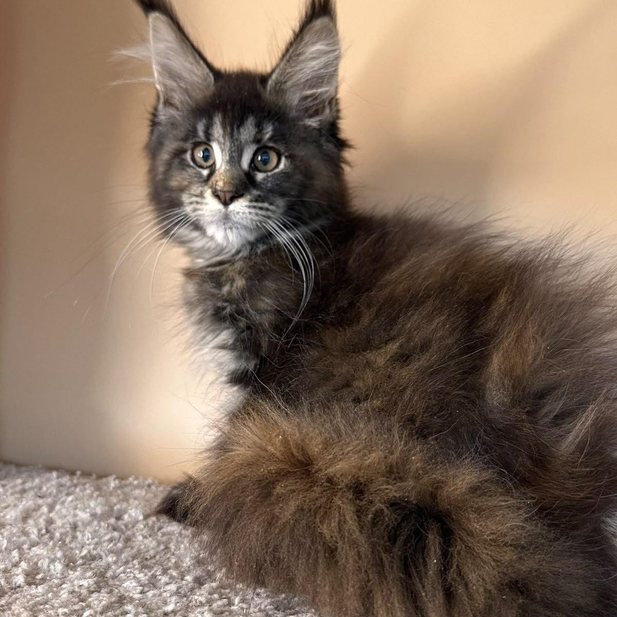 Sally Maine Coon female, black tortie tabby