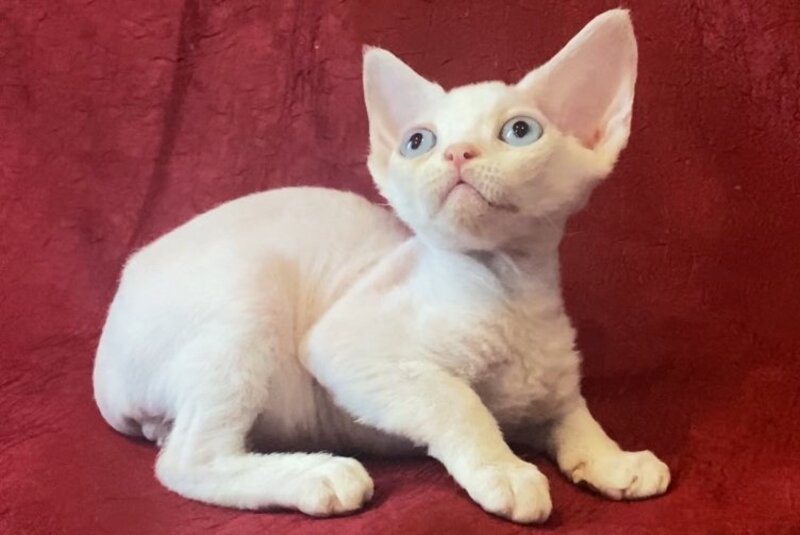 Zorro Devon Rex male, white