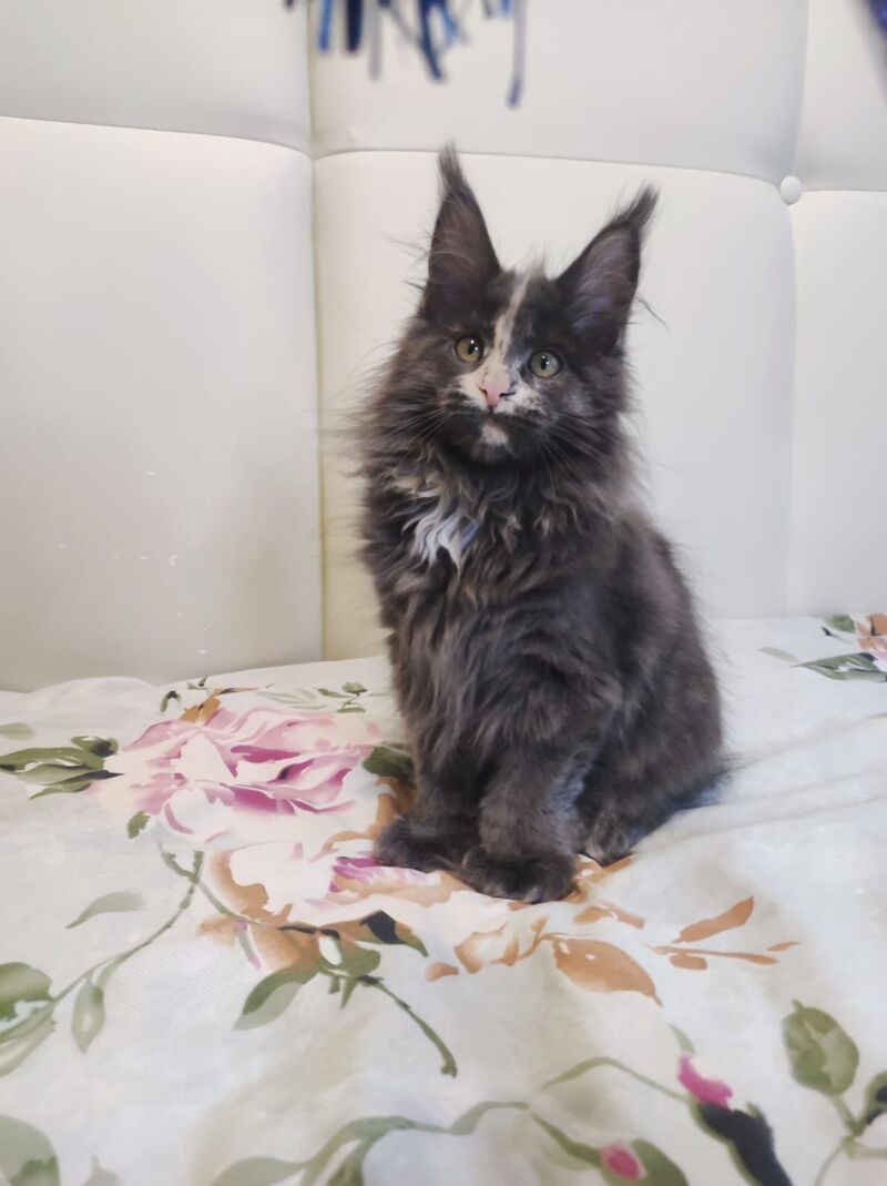 Enigma Maine Coon polydactyl female, blue tortie with white