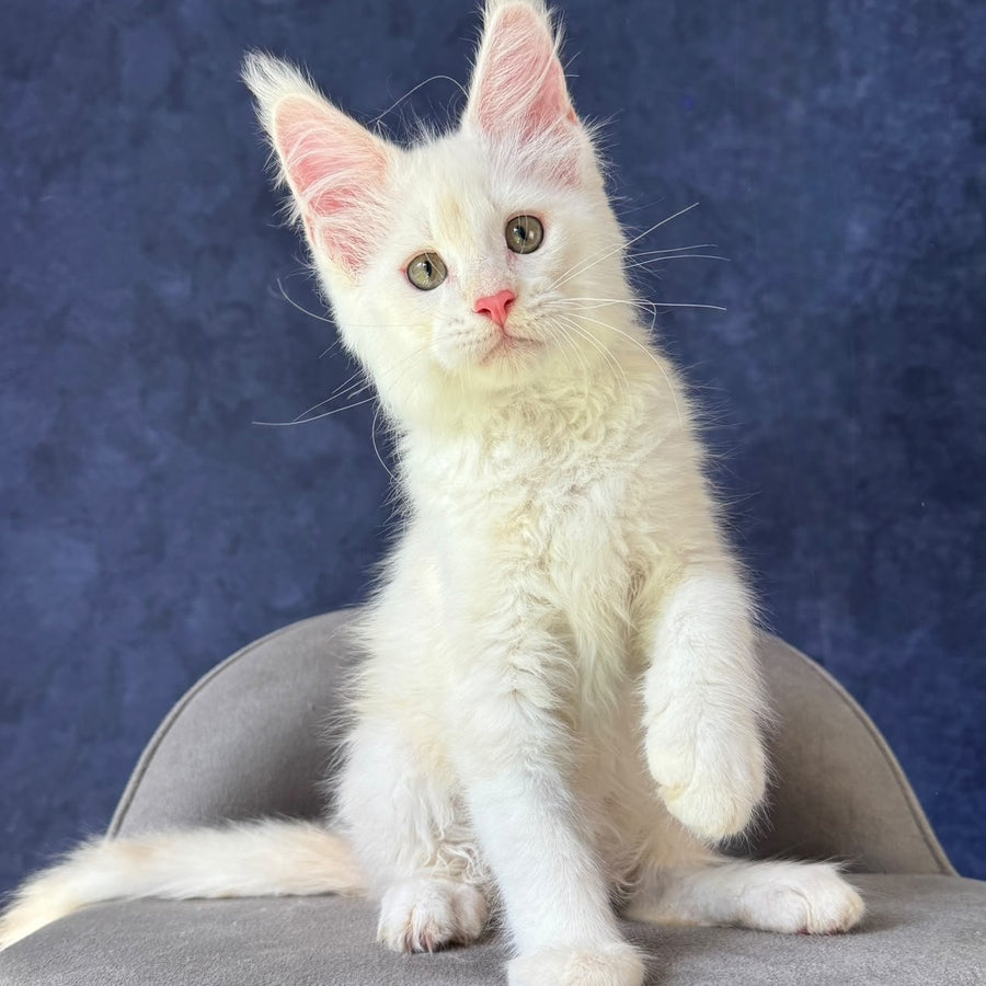 Sangro Maine Coon male, red silver ticked tabby