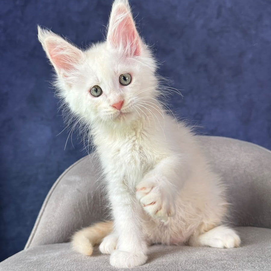 Taivar Maine Coon male, red silver shaded
