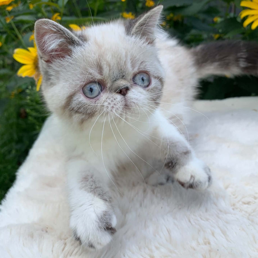 Margo Exotic female, black tabby pointed bicolour