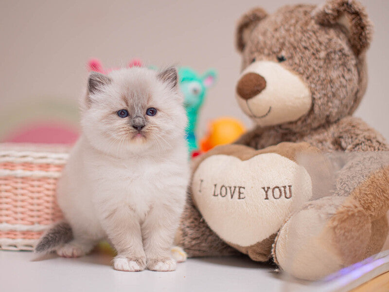 Whitney Ragdoll female, blue mitted