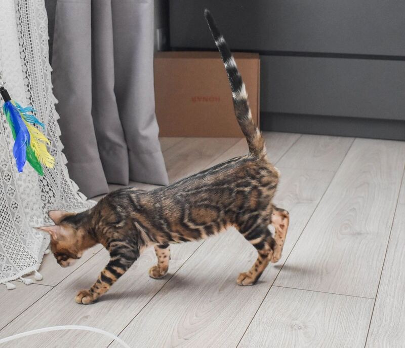 Wolf Bengal male black spotted tabby - live animals
