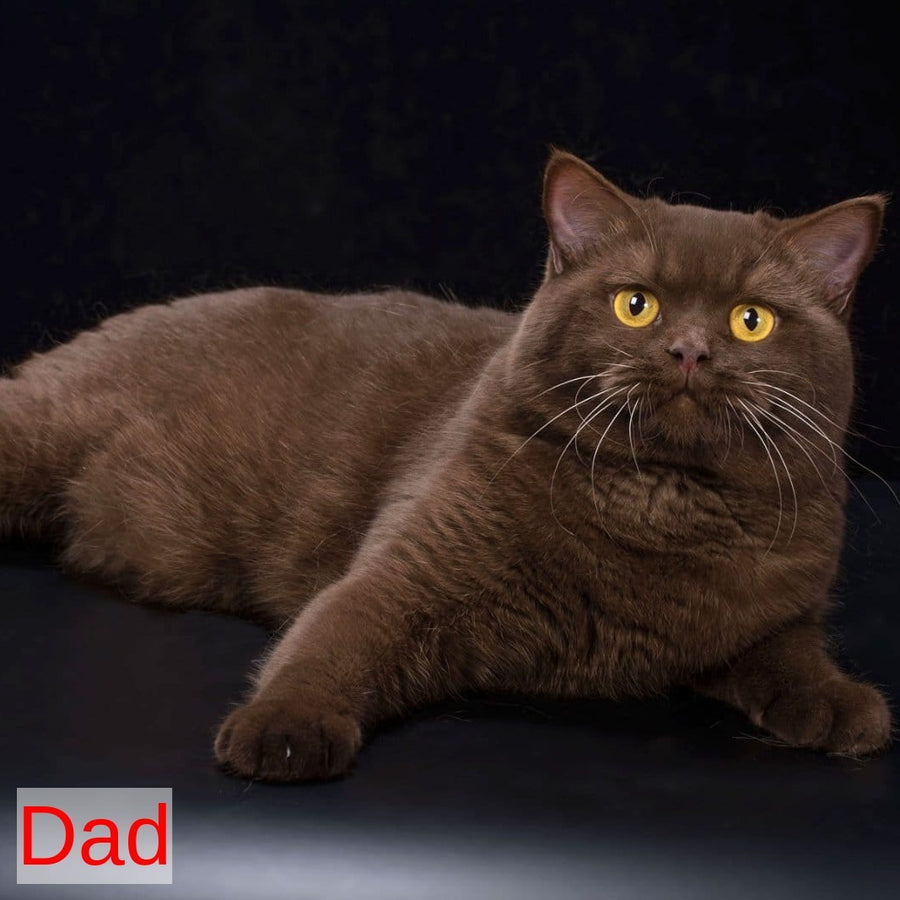 Emma British Shorthair female, blue