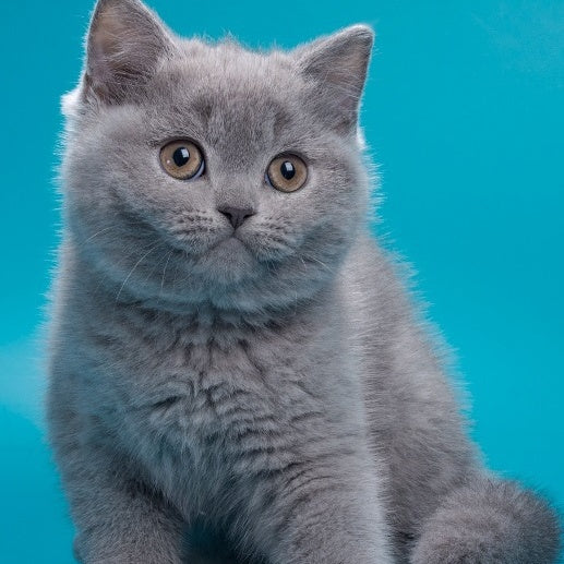 Roci British Shorthair male, blue