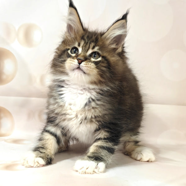 Business Maine Coon female, black tabby with white