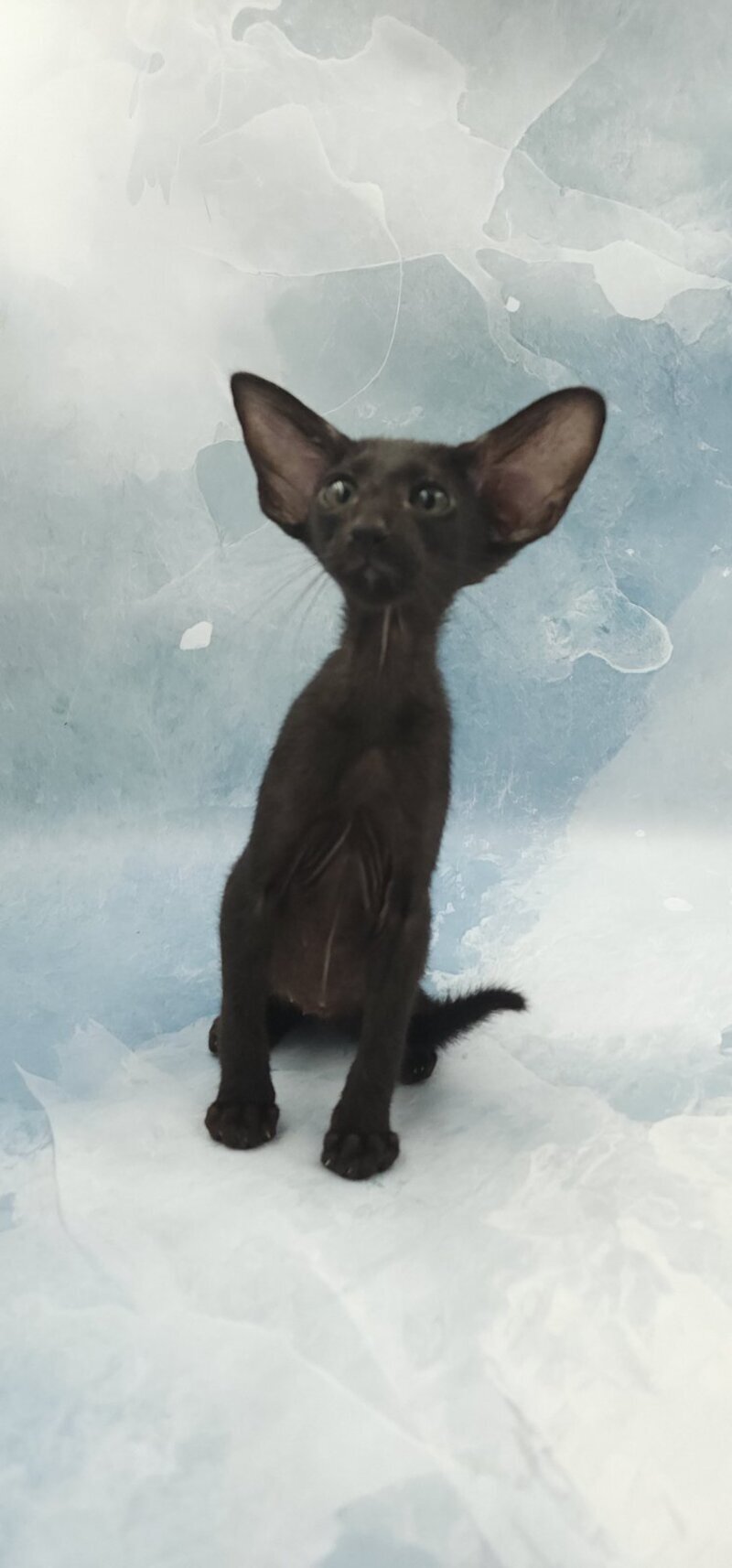 Orville Oriental Shorthair male, black