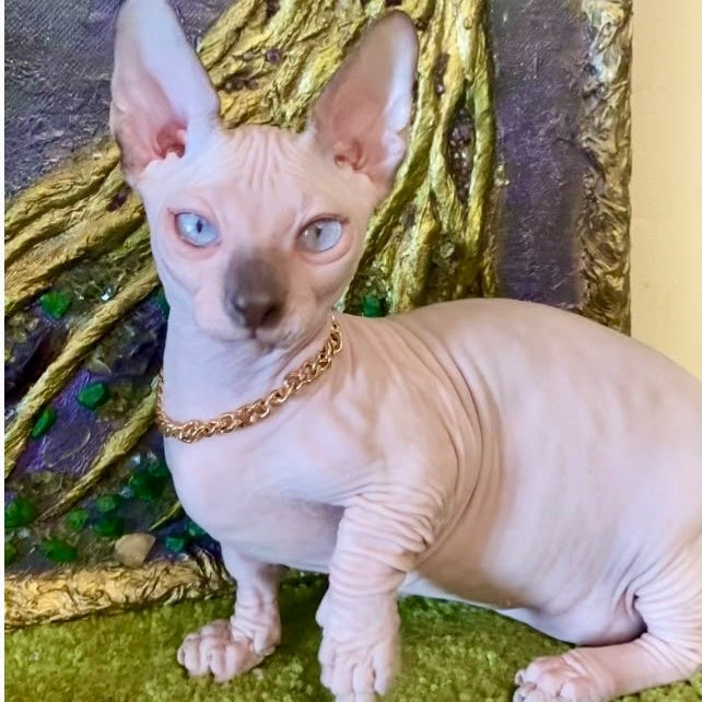 Sapphire Bambino male, black pointed