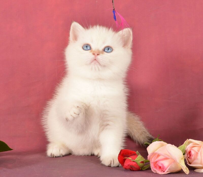 Queen British Shorthair female, chocolate golden shaded pointed