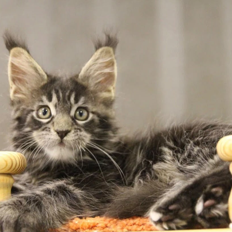 Ricky Maine Coon male, black tabby with white