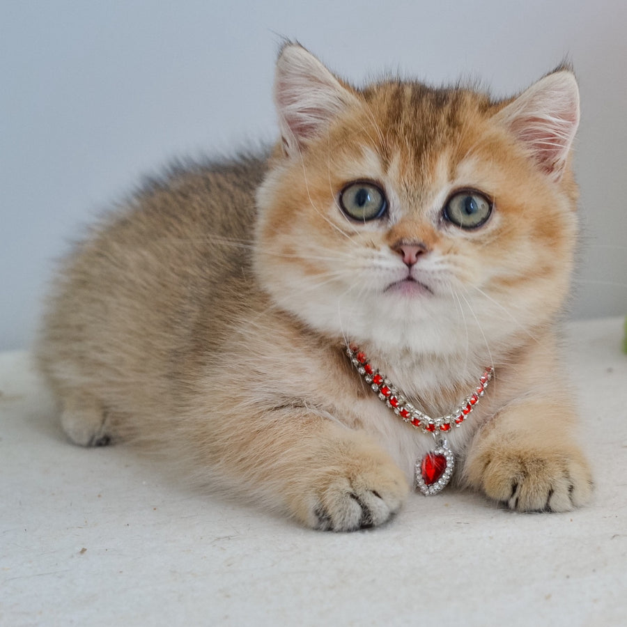 Grace Munchkin female, black golden ticked tabby