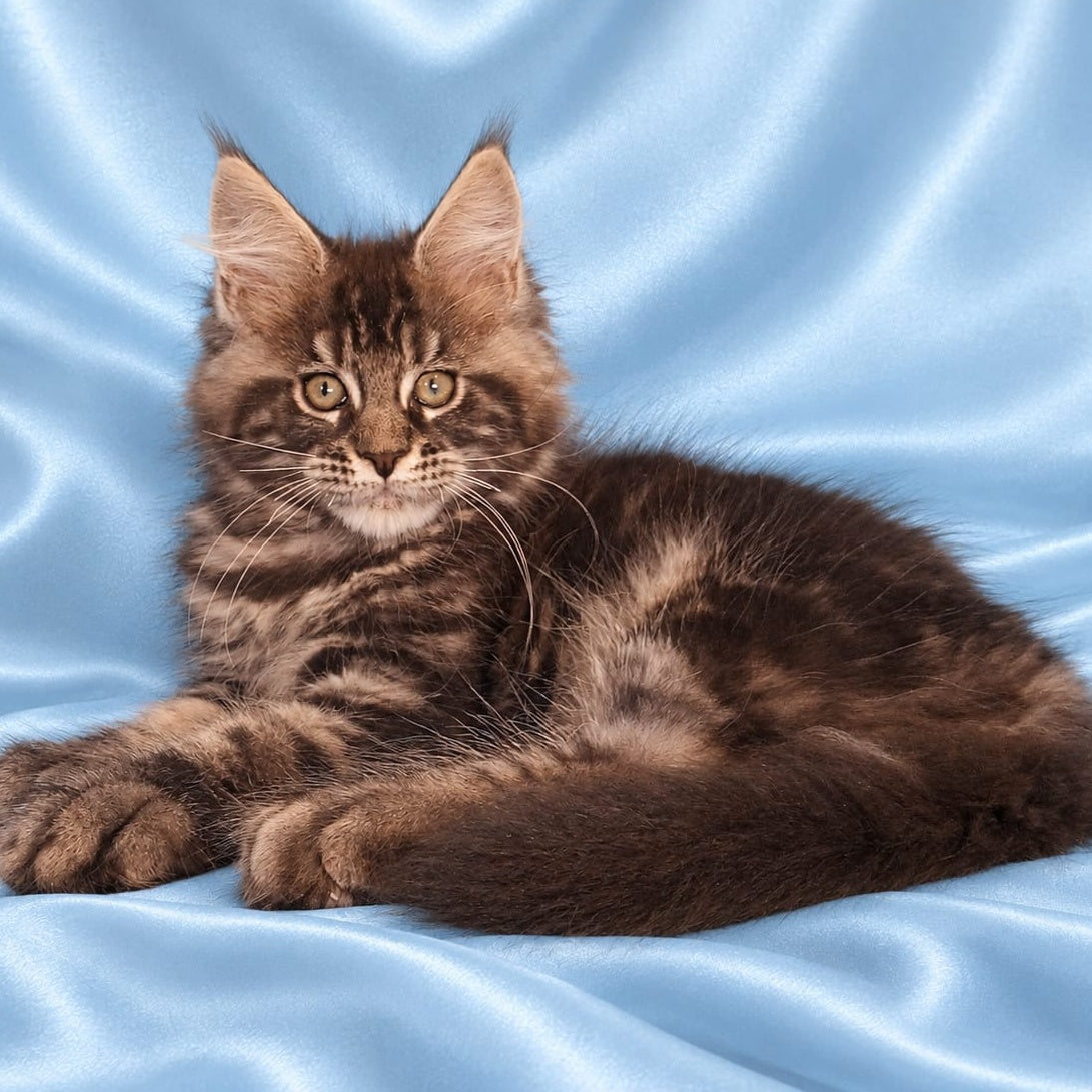 Zachar Maine Coon male, black tabby