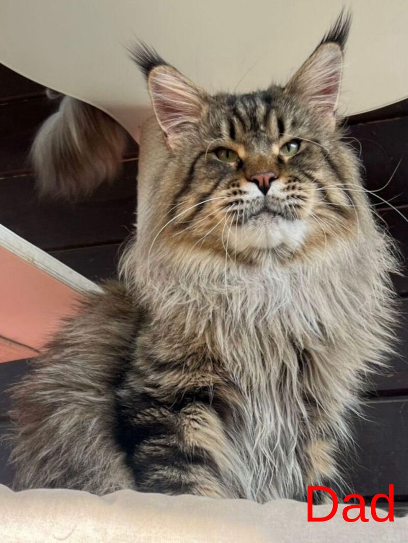 Forest Maine Coon male, black spotted tabby