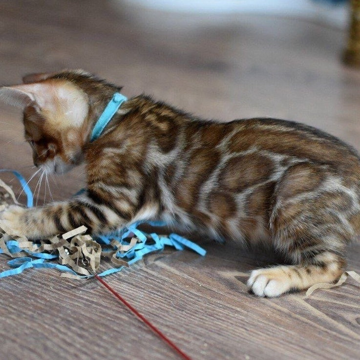 Perseus Bengal male, black spotted tabby