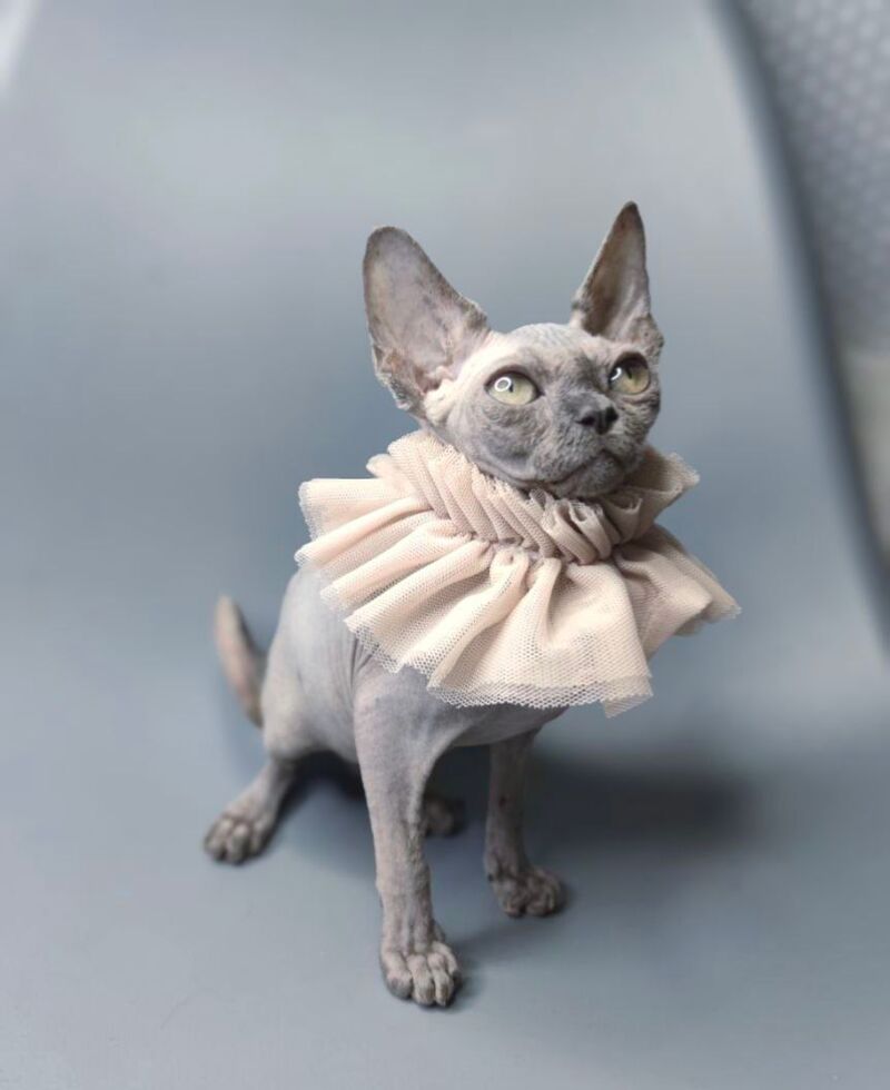 Davinci Vida Canadian Sphynx female, black
