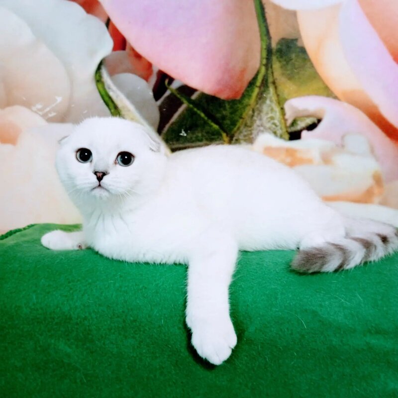 Princess Scottish Fold female, black silver shaded pointed