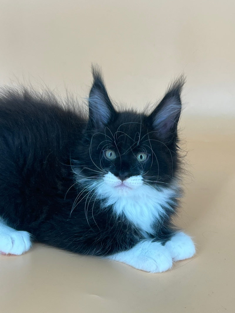 Betmann Maine Coon male, black bicolour