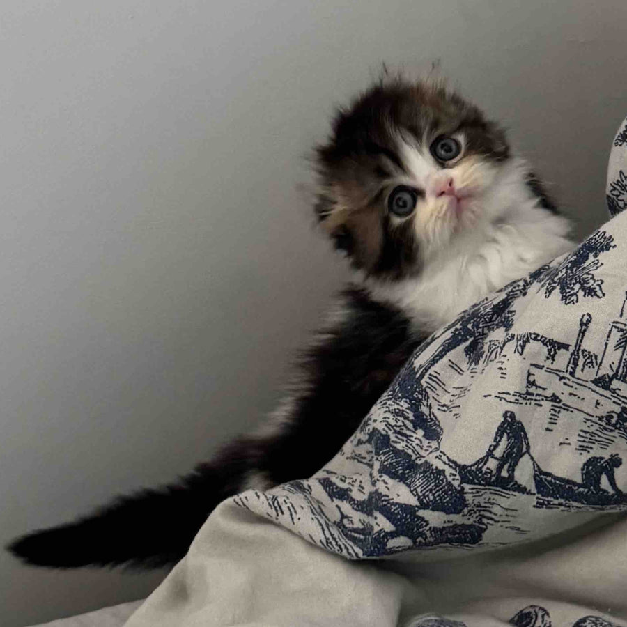 Kash Scottish Fold female, black tabby bicolour