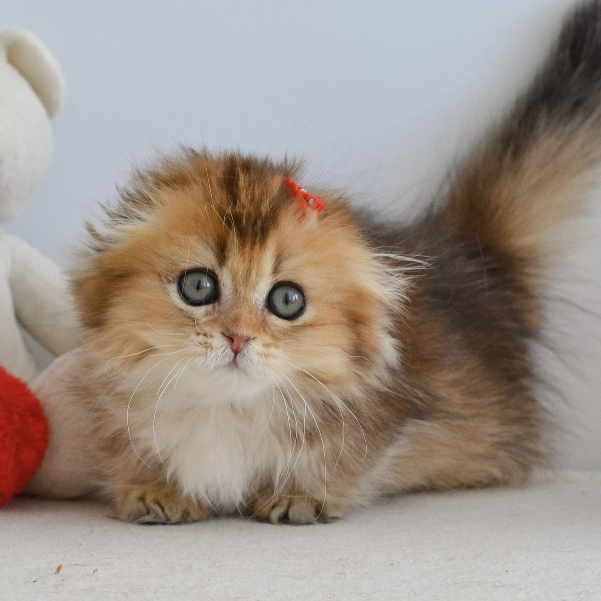 Henny Munchkin female, black golden ticked tabby