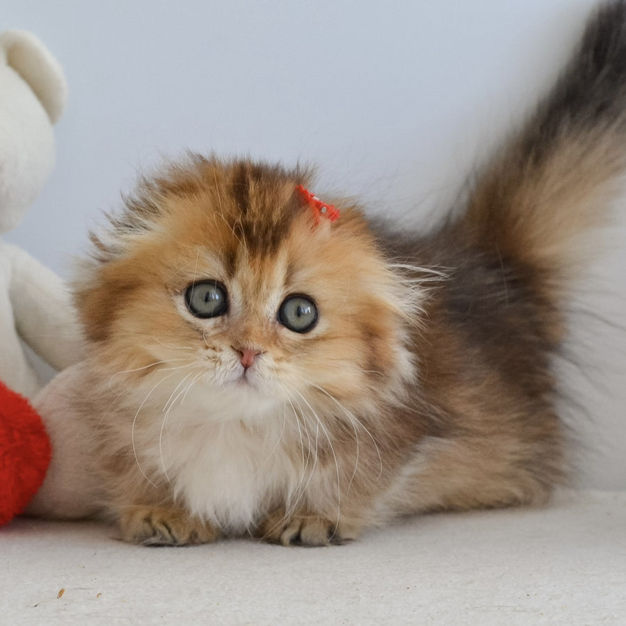 Henny Munchkin female, black golden ticked tabby