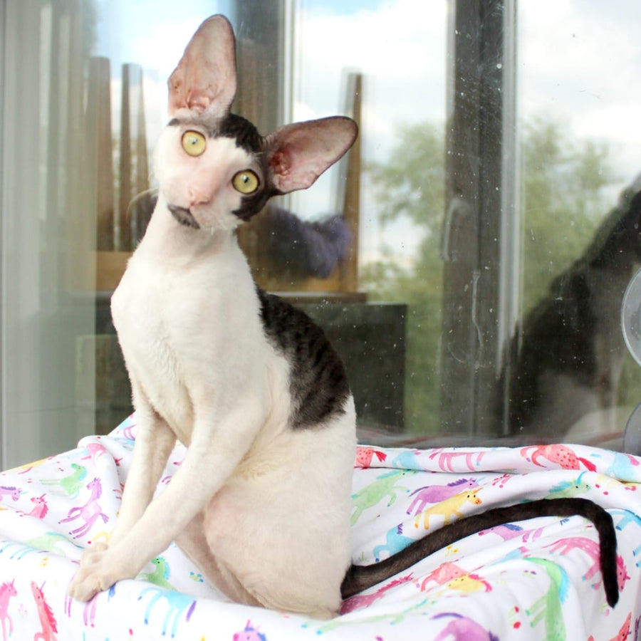 Boreas Cornish Rex male, black bicolour