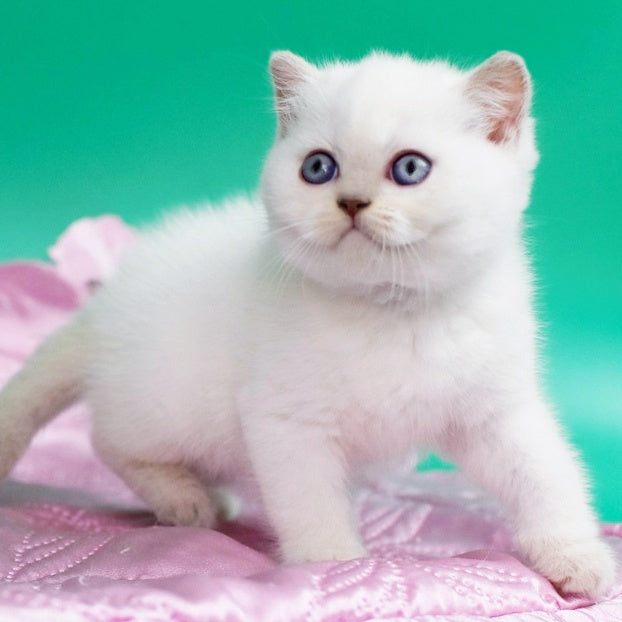 Bublik British Shorthair male, fawn pointed