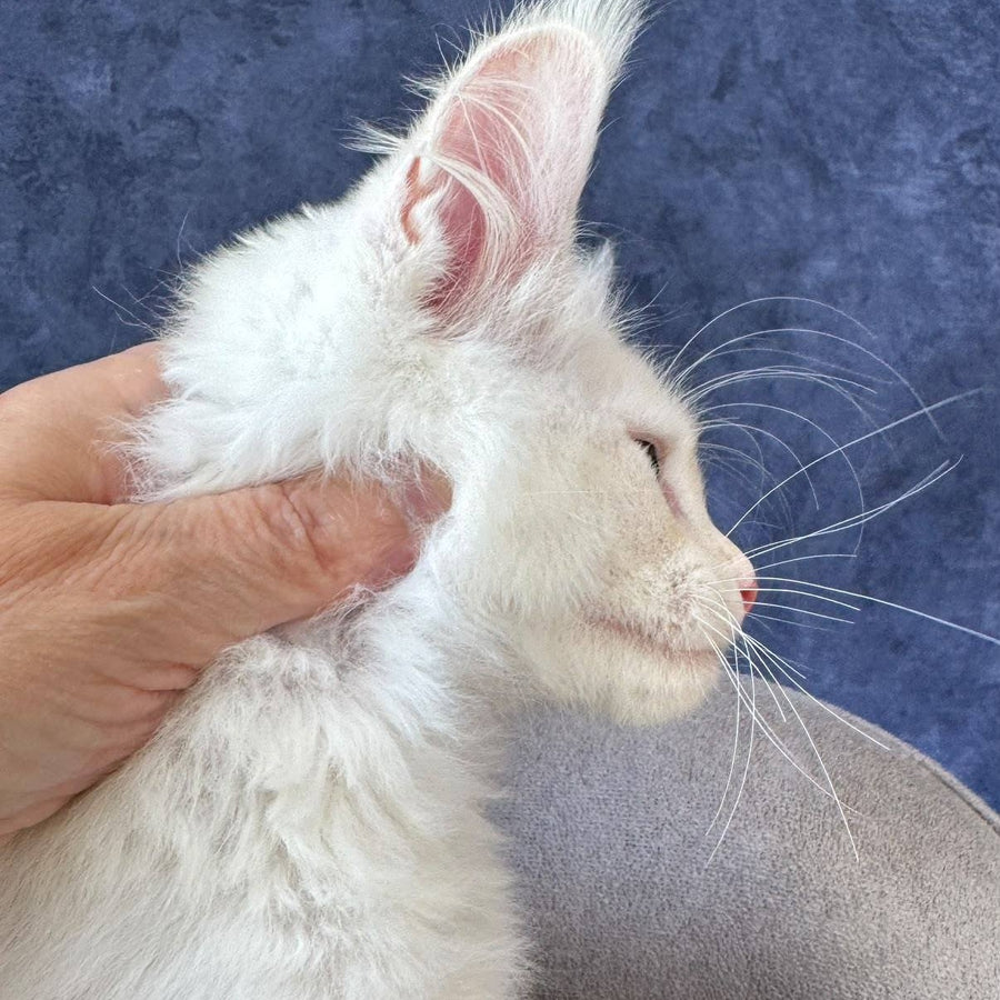 Sangro Maine Coon male, red silver ticked tabby