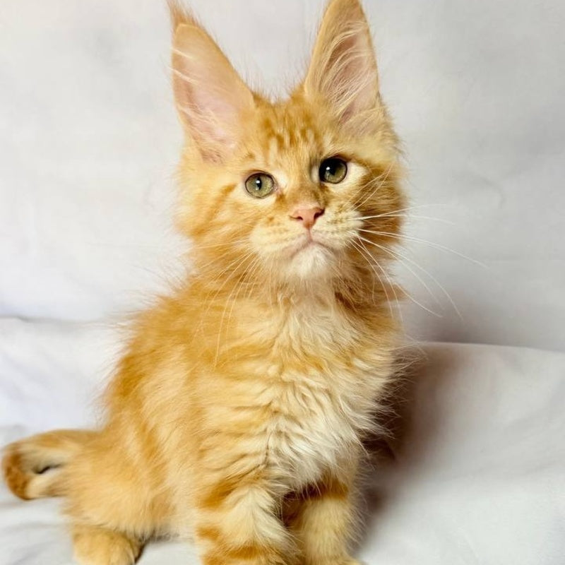 Luthor Maine Coon male, red tabby